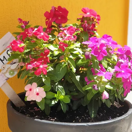 アパート Theyellow House Fully Equipped 2br